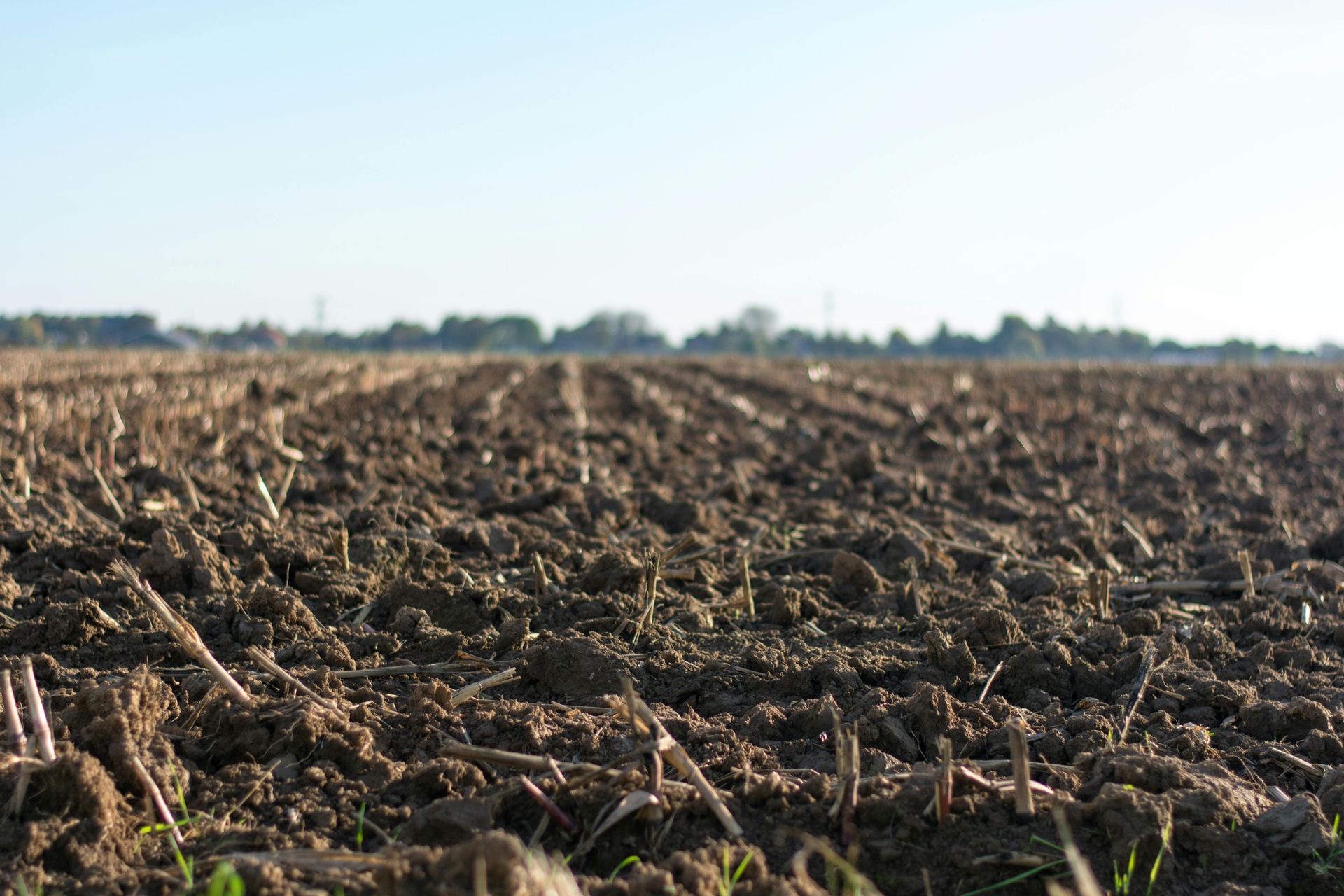 Plowed field with dark soil, stubble, and a line of trees on the horizon under a blue sky.