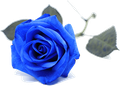 rosa blu