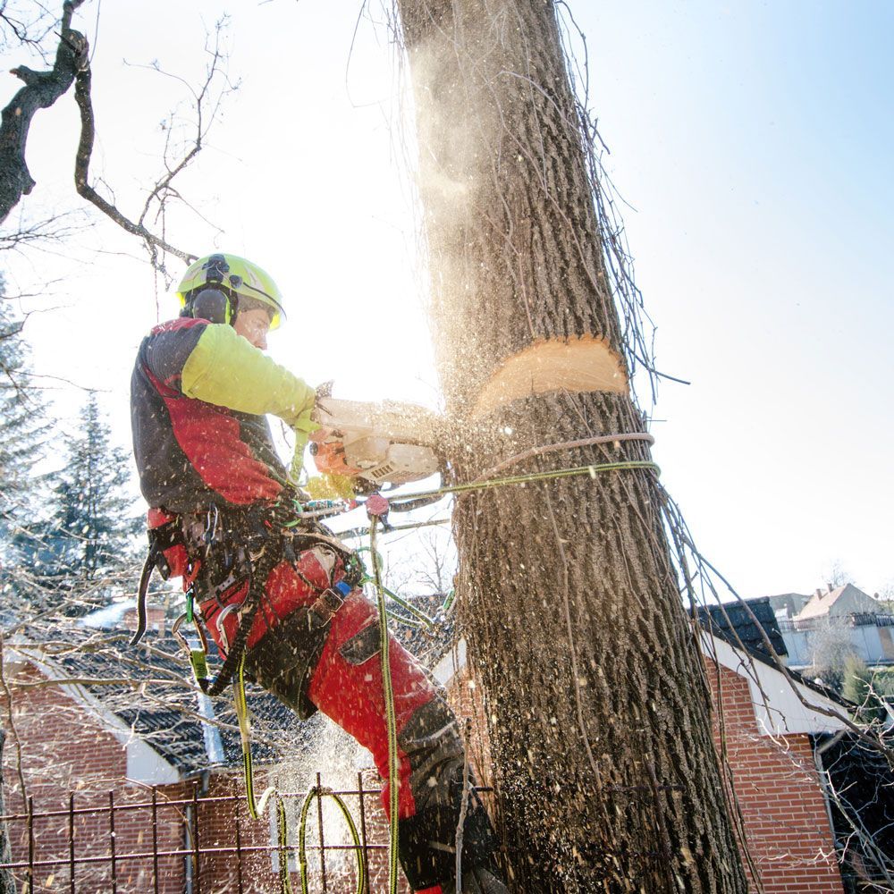 Tree Removal — Eddington, ME — C and S Excavation