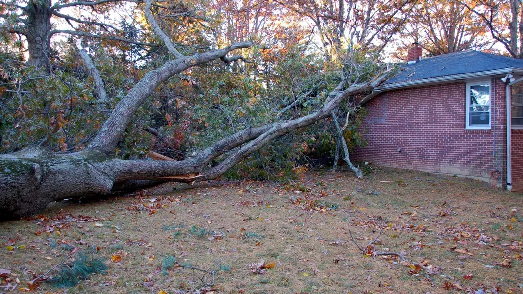 Large tree fallen on a brick house, brown leaves on the ground.