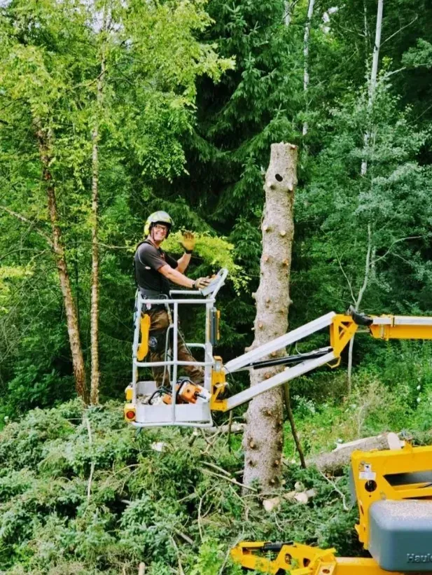 Arborist in a lift trims a tree; he waves with a smile; forest backdrop, green and yellow equipment.
