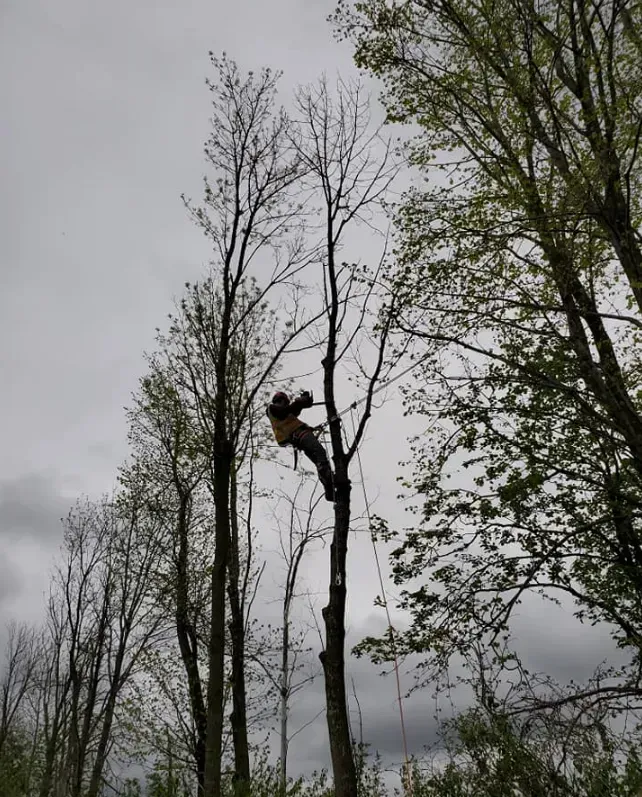 Arborist in tree with safety harness, trimming branches on a cloudy day.