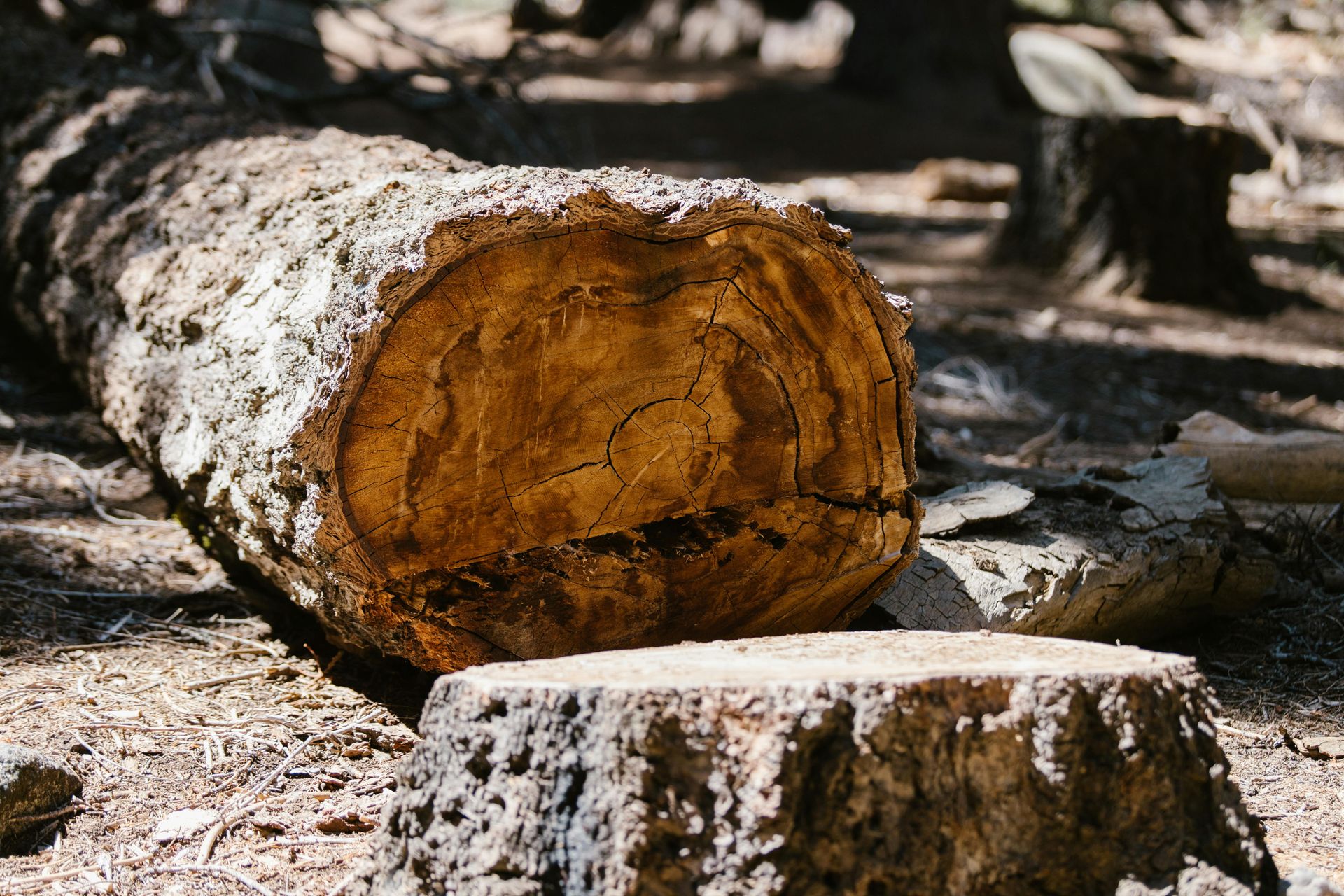Felled tree trunk with exposed rings lying on ground near a stump.