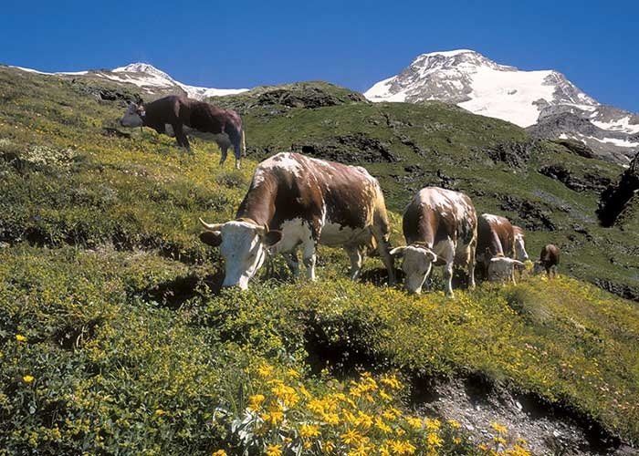 Fontina in TV