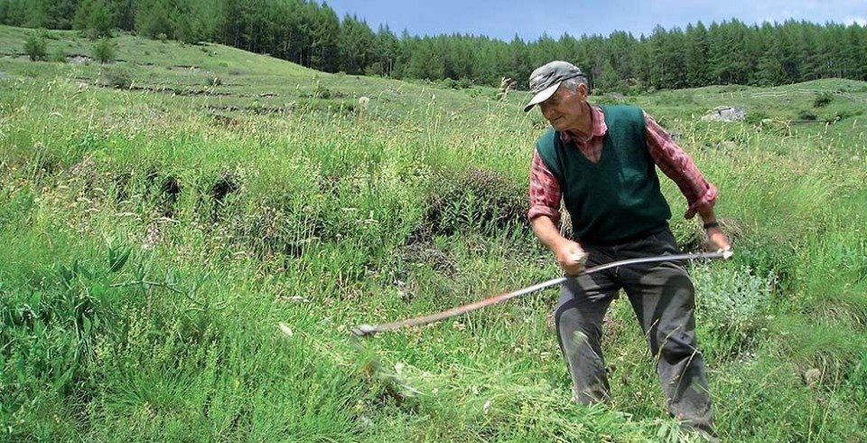 FORAGE FARMING