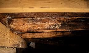 Moldy wooden beams in a dark, confined space; some white and black discoloration.