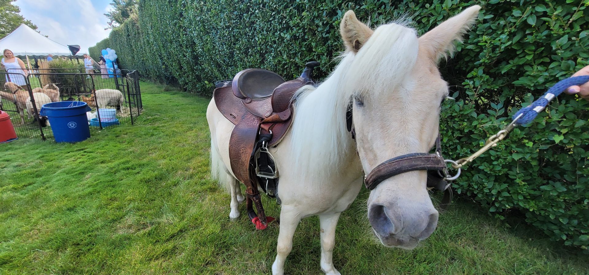 Boy riding a pony beside a man walking in a sunny backyard garden