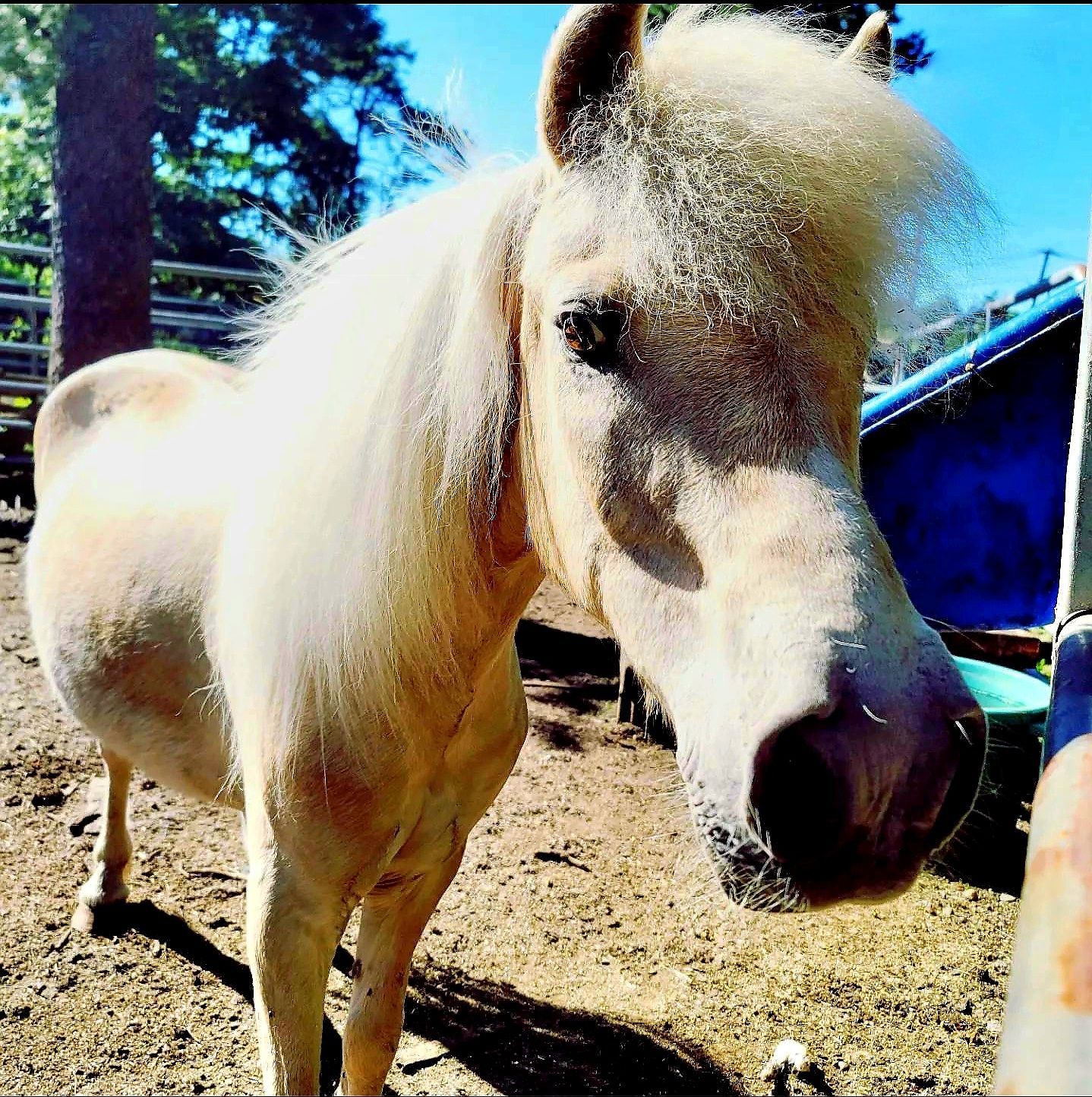 Child washing a white pony with a hose on a sunny street outdoors