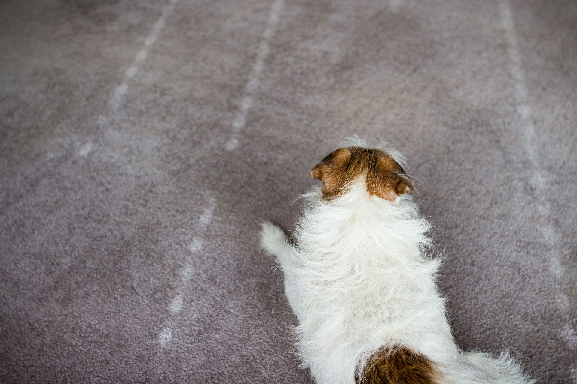 Small white and brown dog seen from behind on a gray paved path