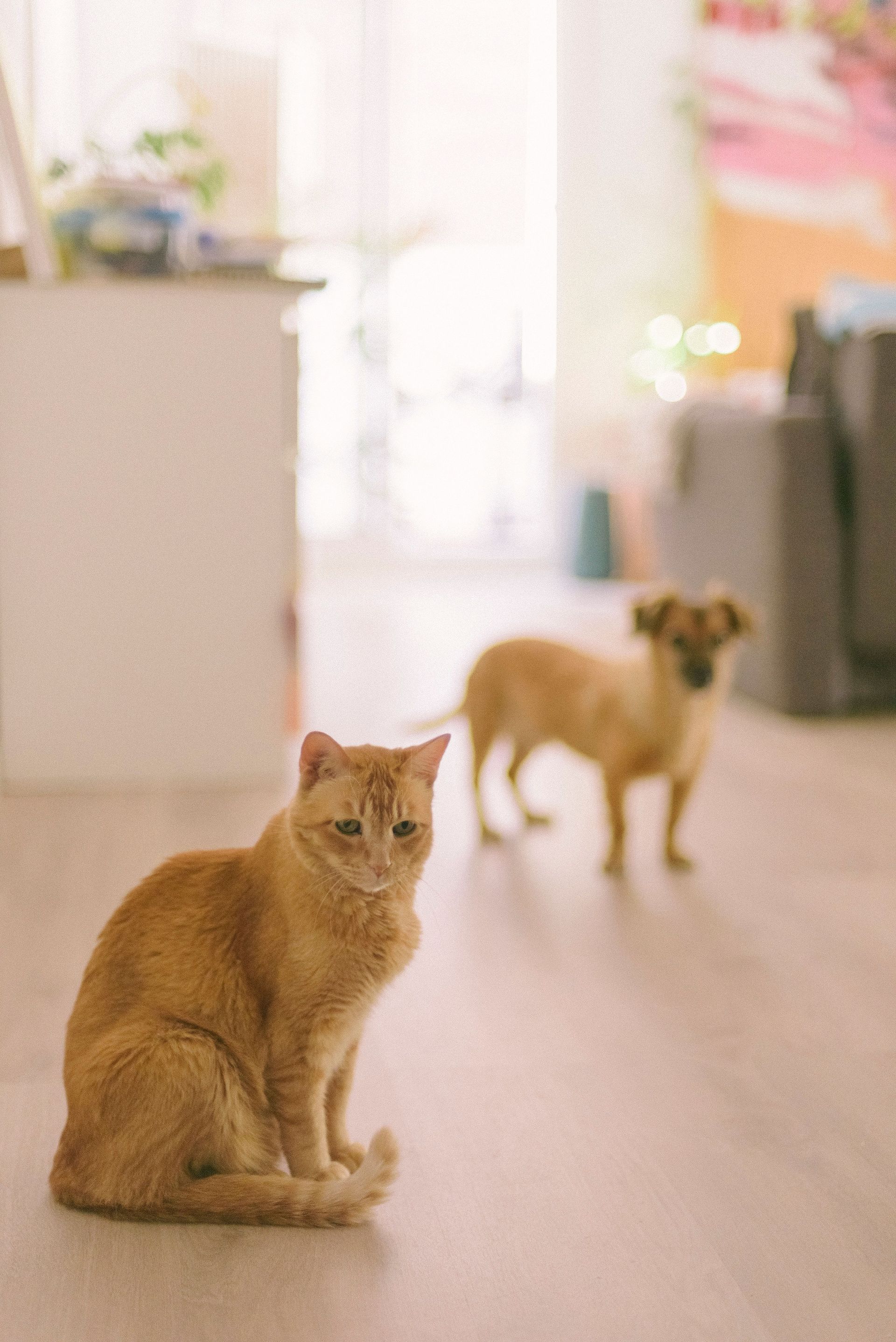 Two cats in a bright room, one ginger cat sitting in the foreground and another blurred in the background
