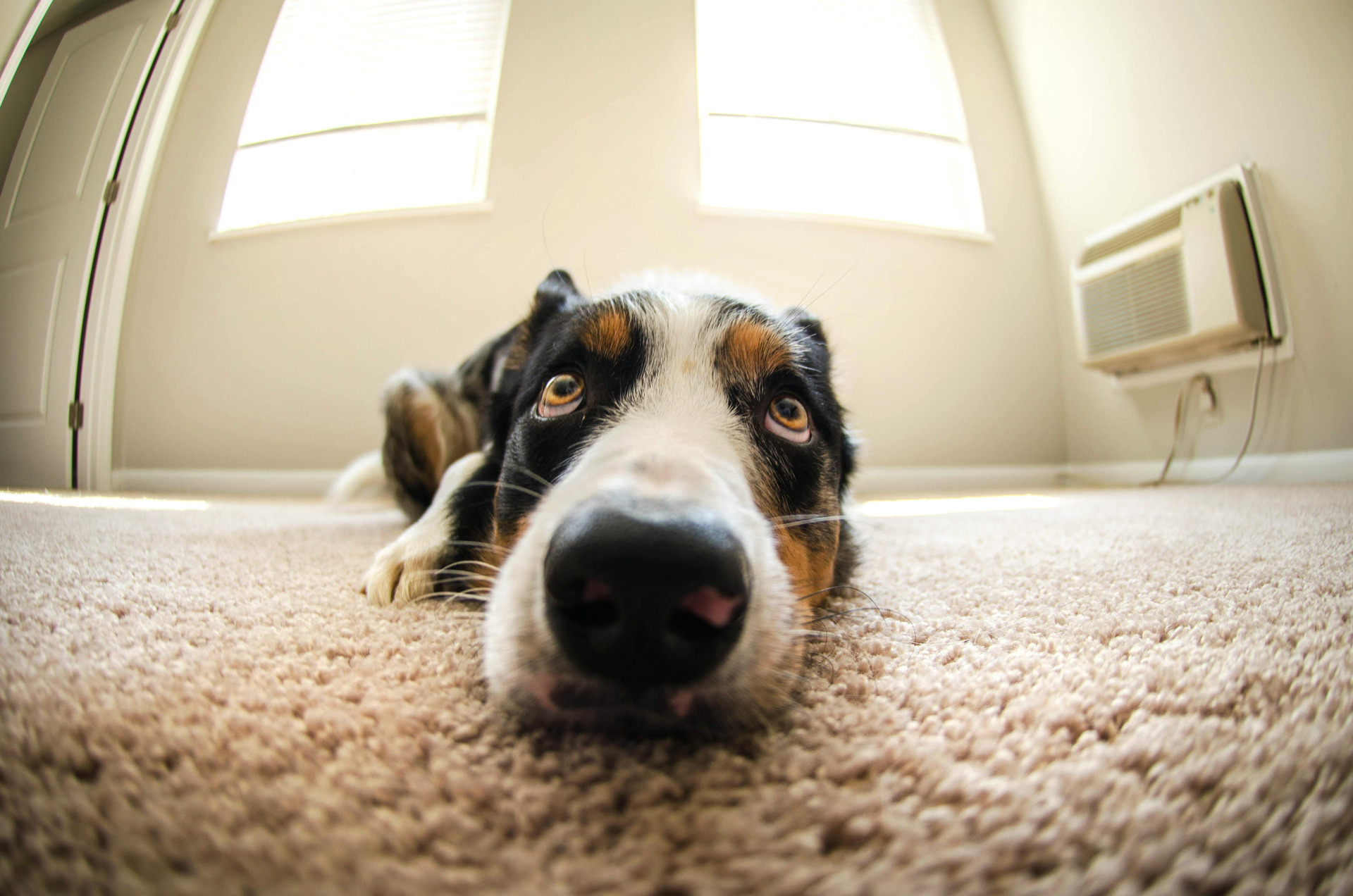 Dog lying on beige carpet in a bright room, looking into the camera.