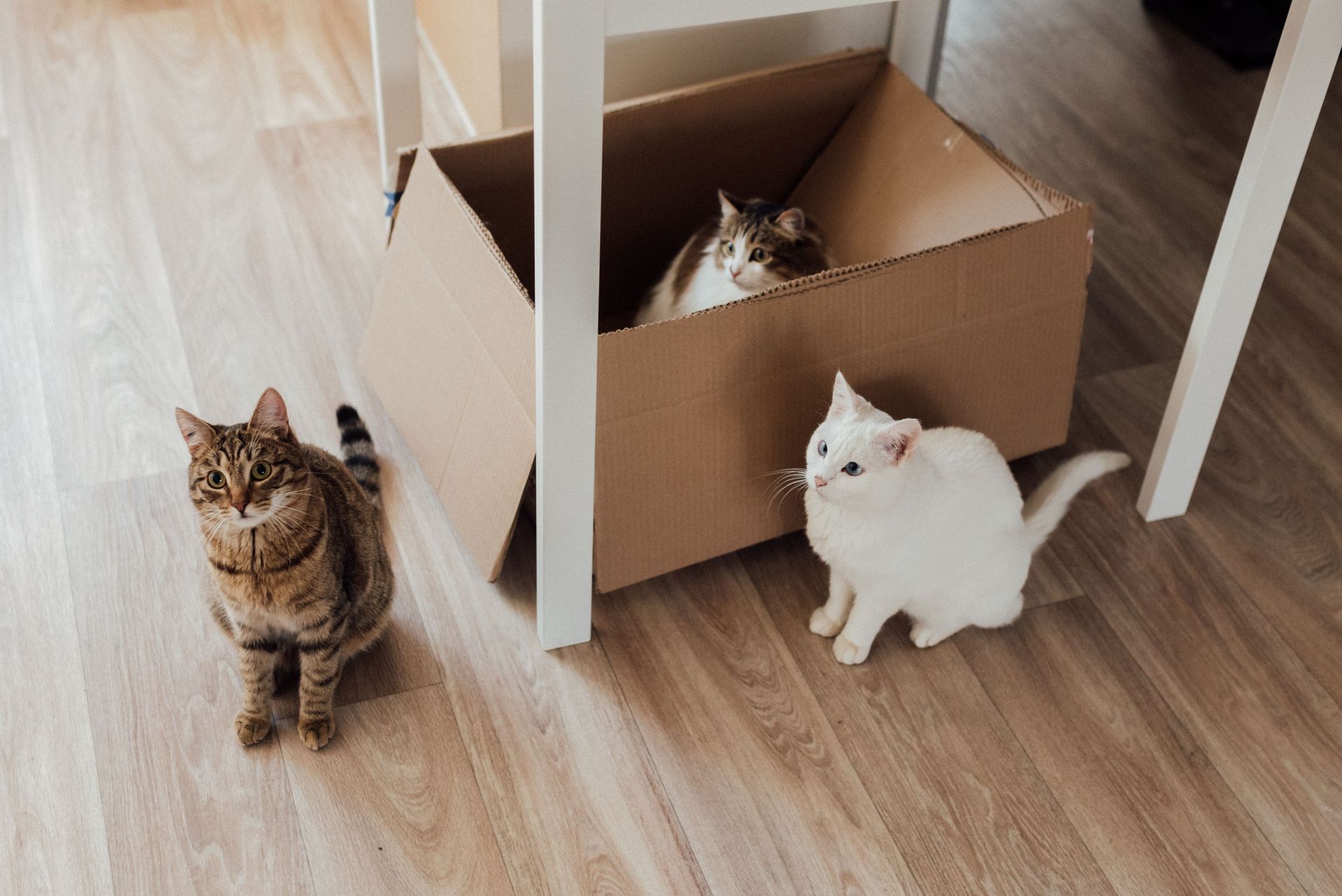 Three cats on a wooden floor; one sits in a cardboard box under a white table.