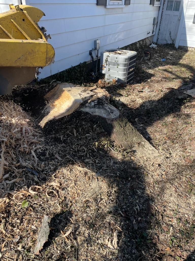 Explore Our Tree Service Gallery | Miamisburg, OH