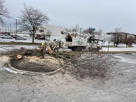 Explore Our Tree Service Gallery | Miamisburg, OH