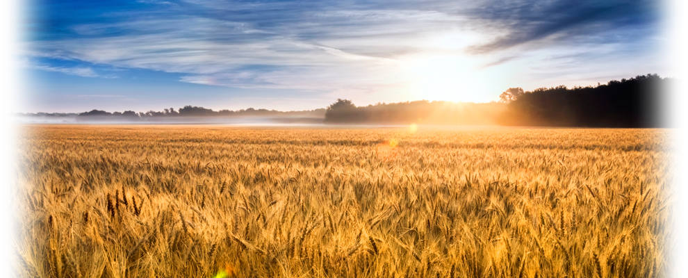 sun setting over field