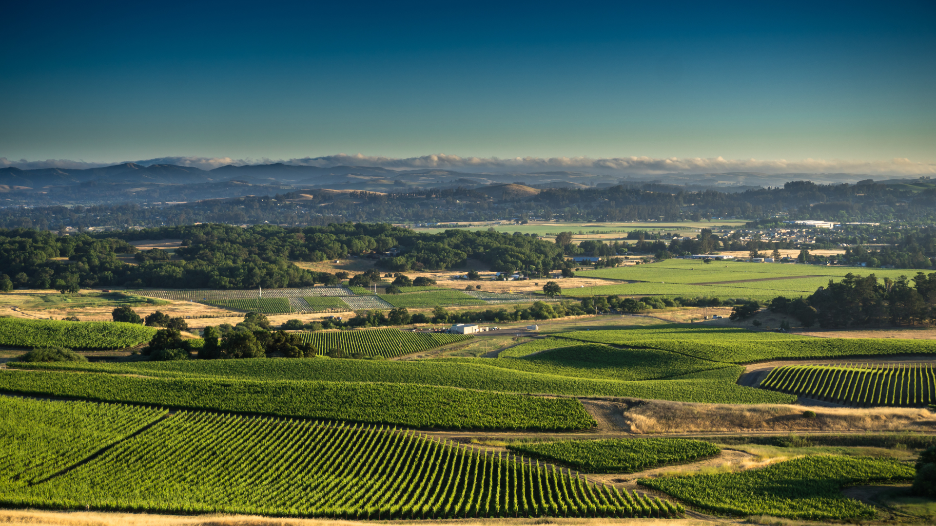 Rolling green farmland with vineyard rows stretching toward a distant hazy valley and hills