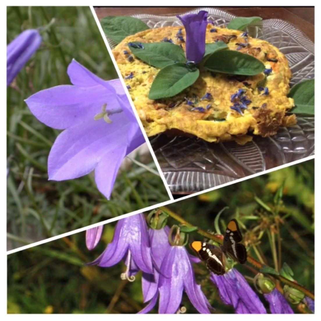 Wild kitchen fiori spontanei, erbe edibili