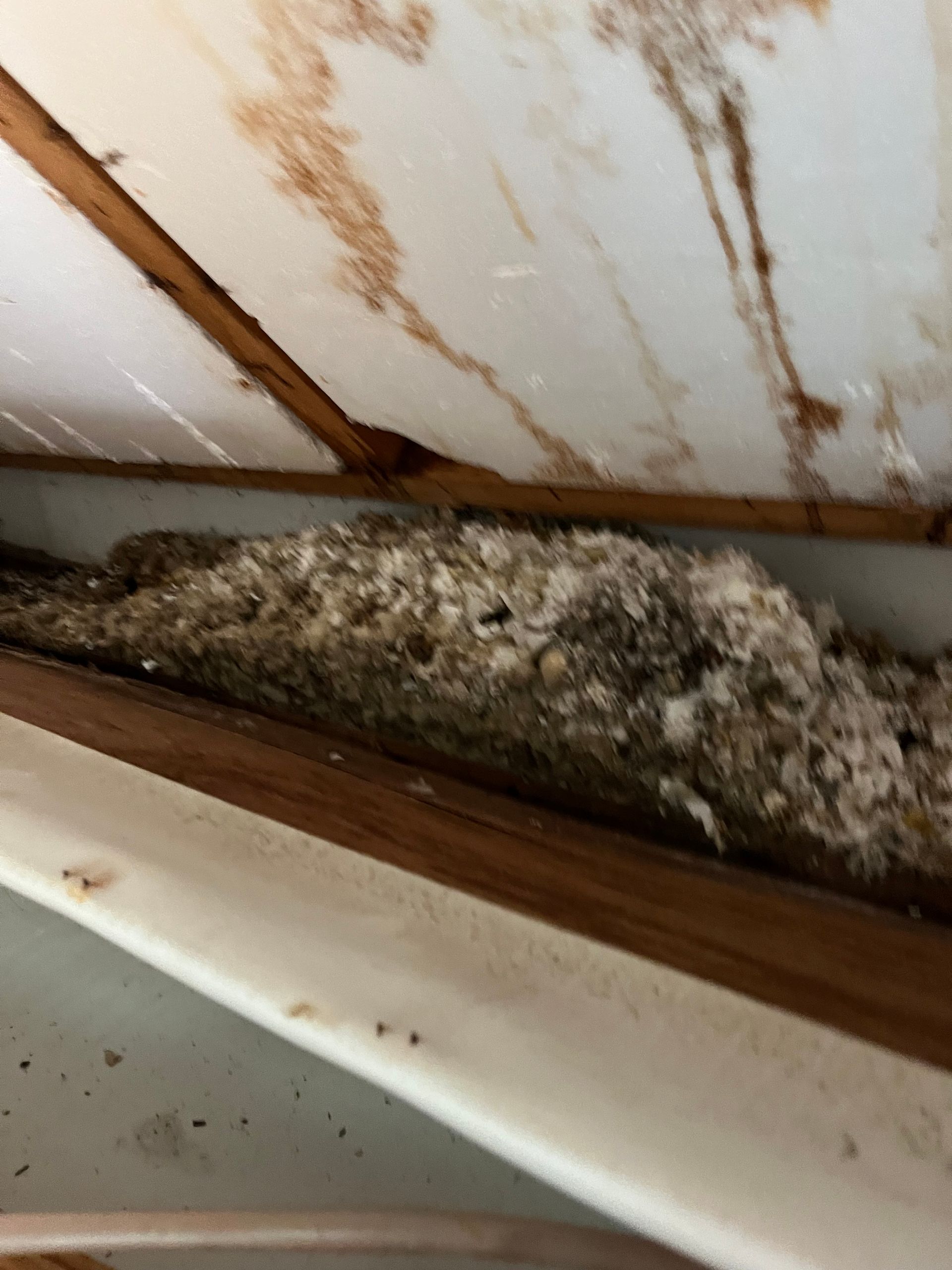 Close-up of a nest made of fibrous material inside a wooden structure.