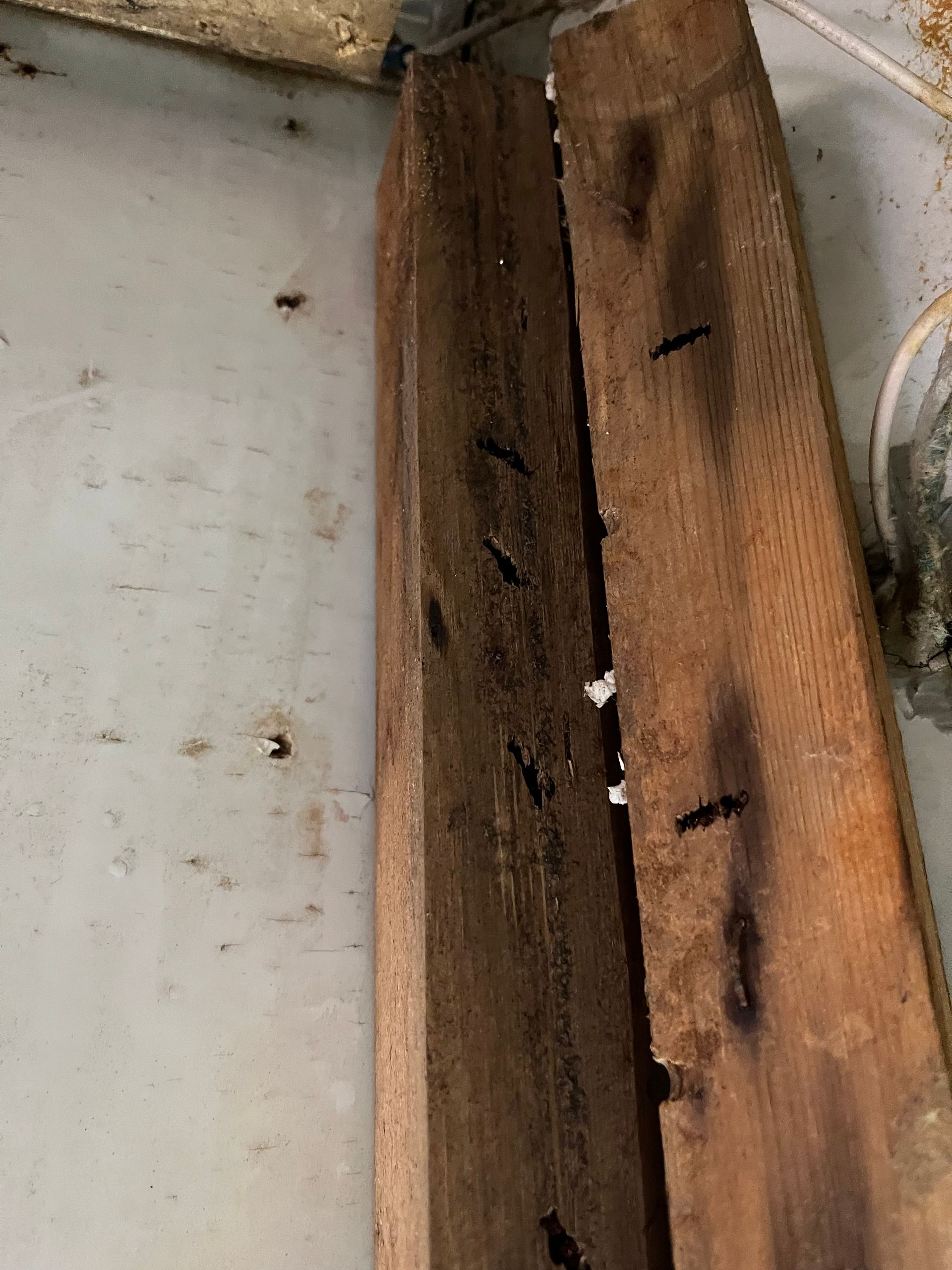 Two wooden planks with insect holes on a light gray surface, possibly a wall.