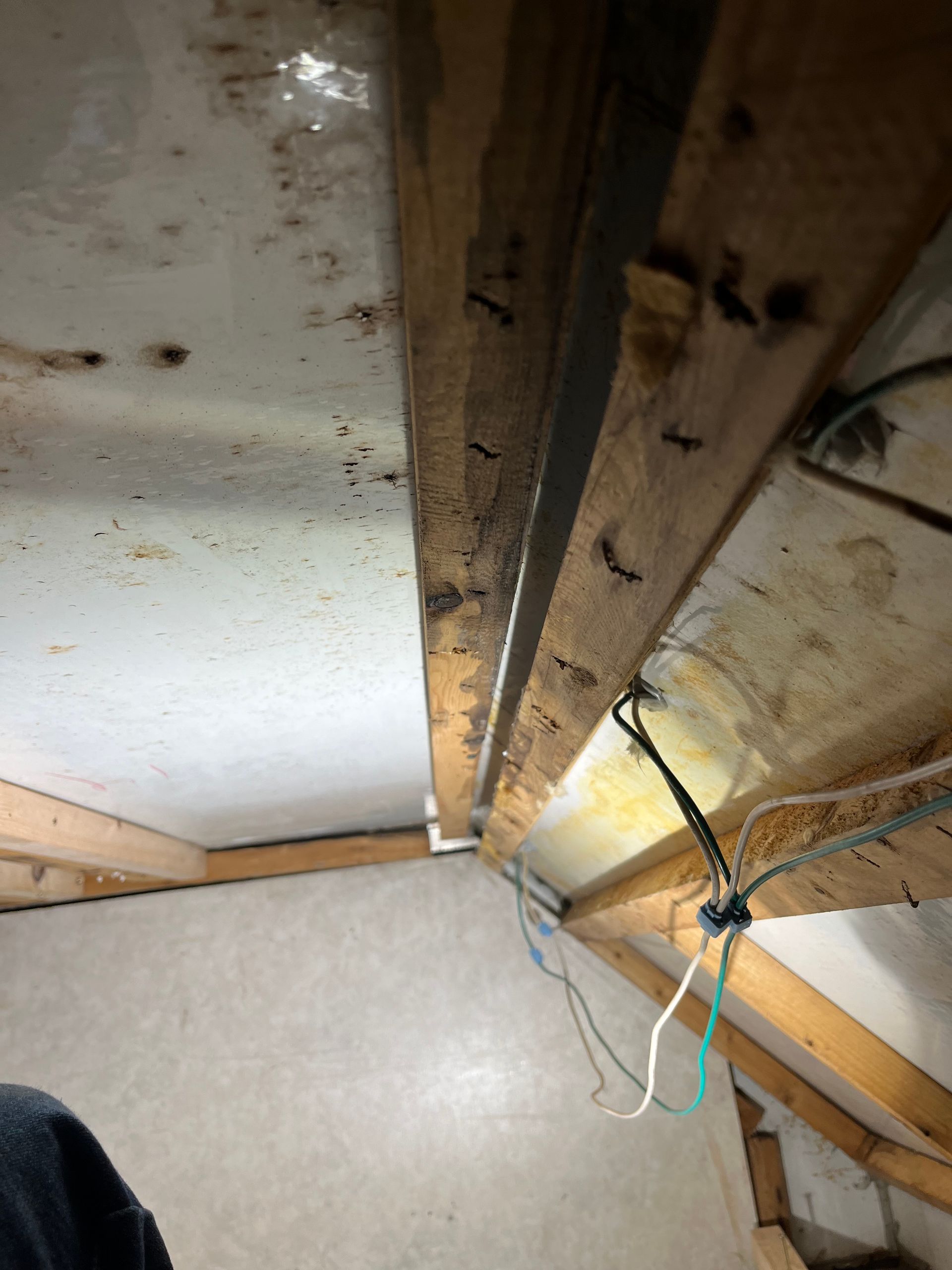 Interior view of a building's attic with mold, exposed wood beams, and electrical wiring.