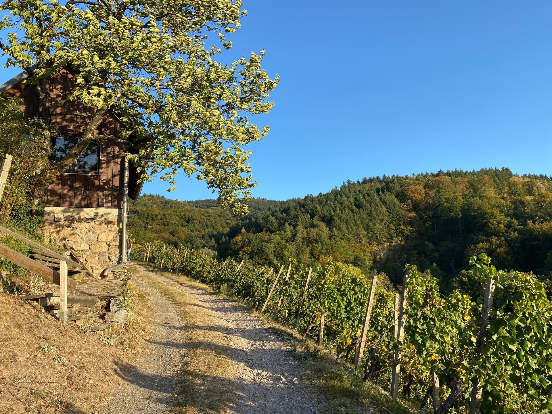 Das Bild zeigt einen Wanderweg durch Weinreben bei strahlend blauem Himmel, die Sonne wirft Schatten