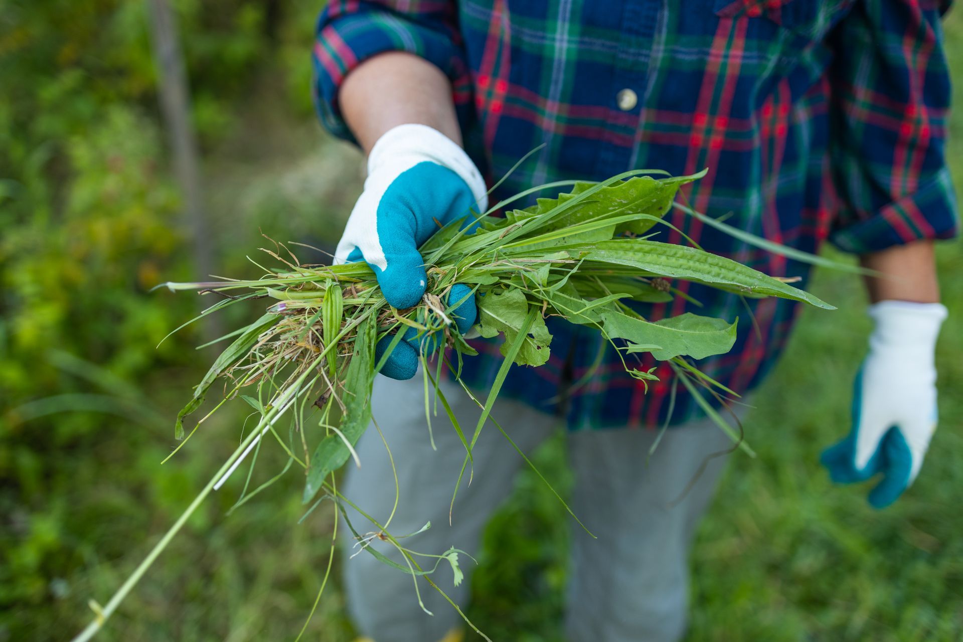 Person in blue gloves holding a bunch of pulled weeds in a grassy field