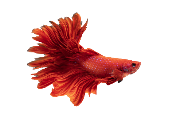 Multi Colored Of Siamese Fighting Fish - Richmond, TX - Limitless Aquatics