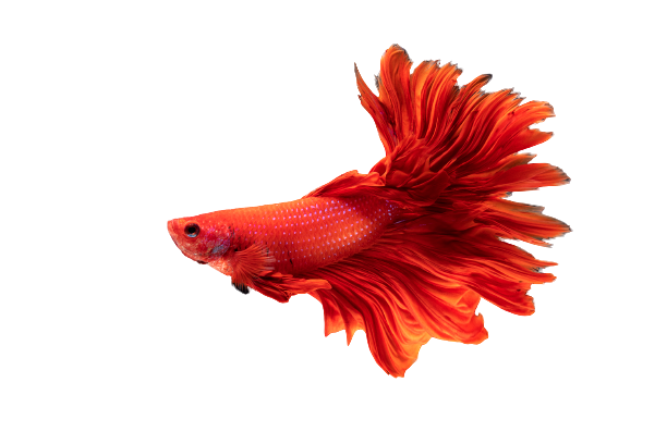 Multi Colored Of Siamese Fighting Fish - Richmond, TX - Limitless Aquatics