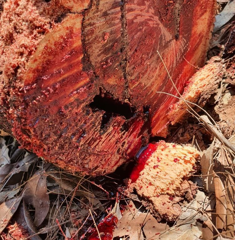 A Tree Stump With A Hole In The Middle Of It — Tree Arrangements in Stratford, QLD
