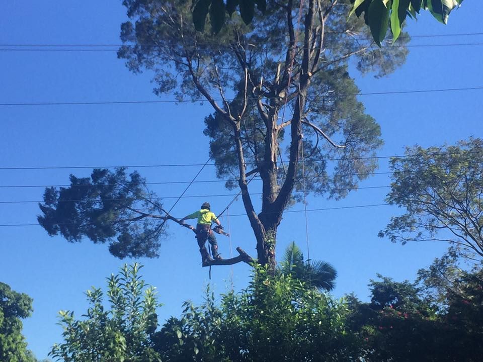 A Man Is Climbing A Tree With A Chainsaw — Tree Arrangements in Stratford, QLD