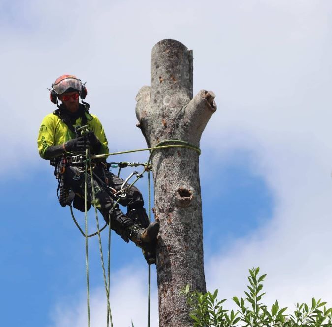 A Man In A Yellow Jacket Is Climbing A Tree — Tree Arrangements in Stratford, QLD