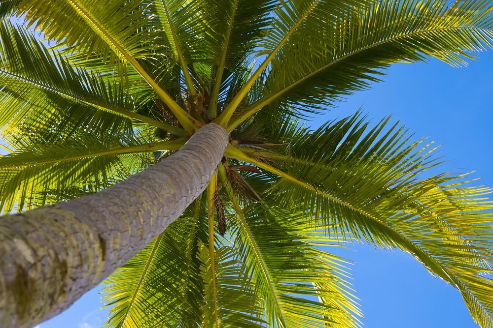 A Palm Tree Is Surrounded By Trees And Power Lines On A Sunny Day — Tree Arrangements in Stratford, QLD