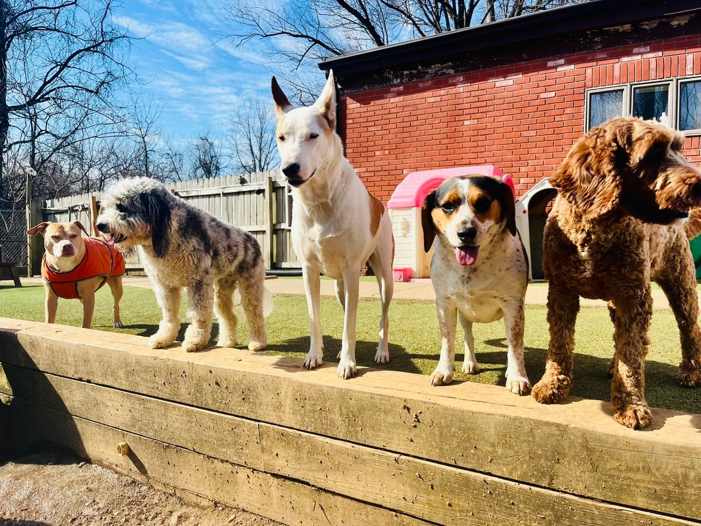 Seven dogs standing on a wooden ledge outdoors in a backyard