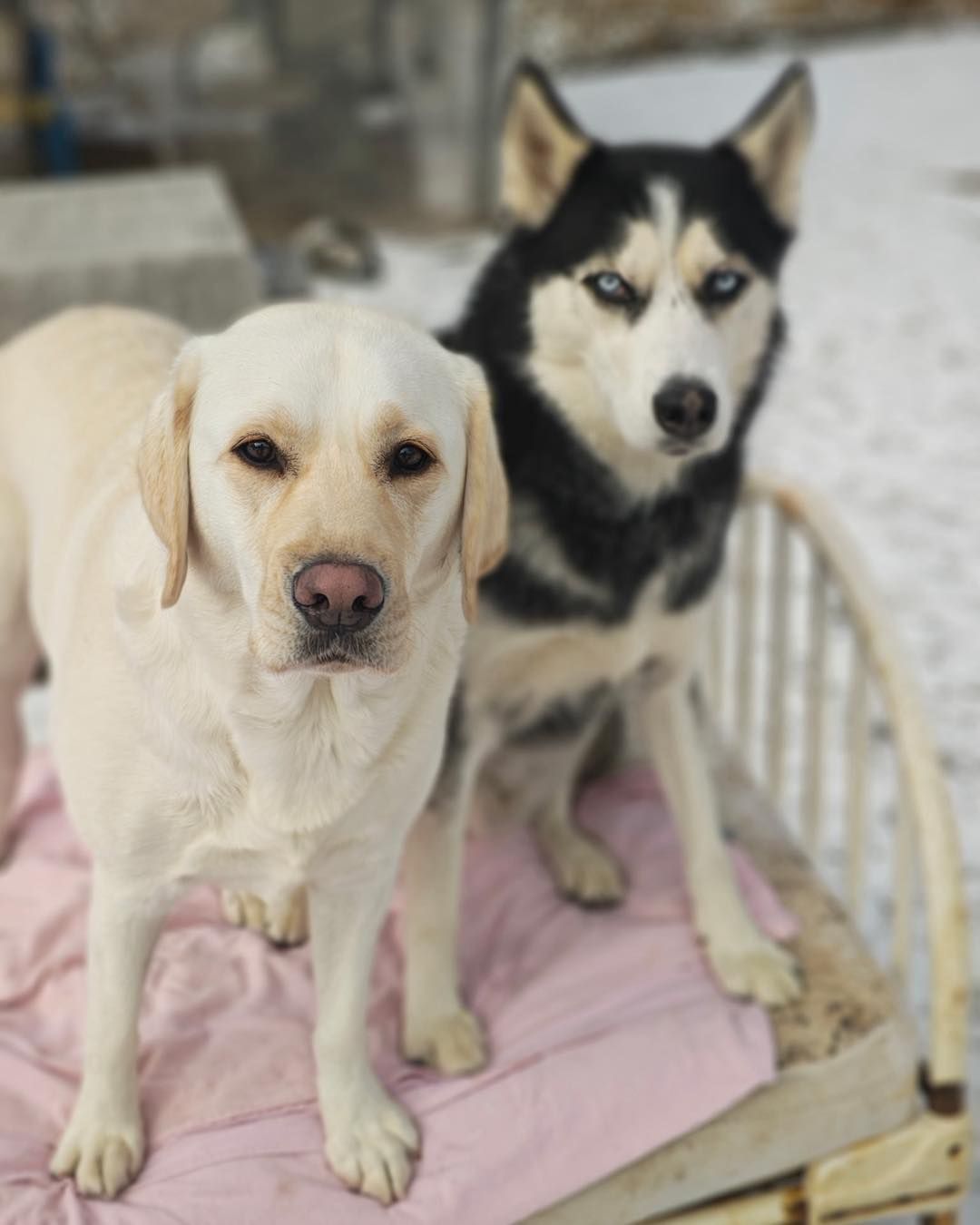Two happy dogs on green turf, a black dog behind a tan-and-white dog in front.