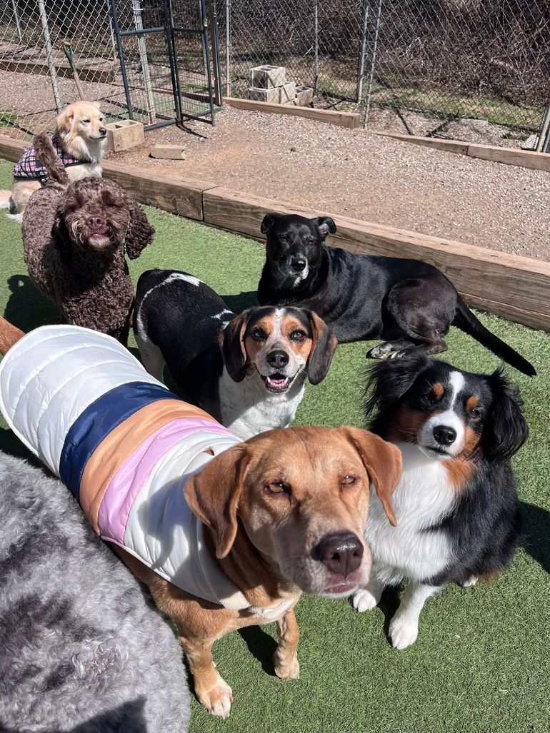 Five dogs standing on a picnic table outdoors, panting with tongues out, in a wooded park setting