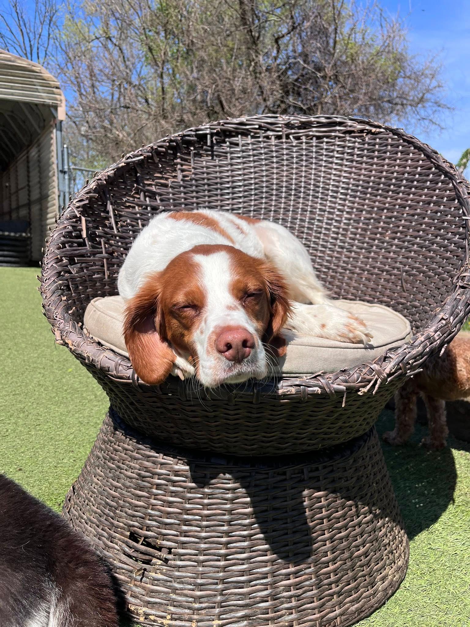 Two tan dogs sitting side by side outdoors, both panting in the sun.