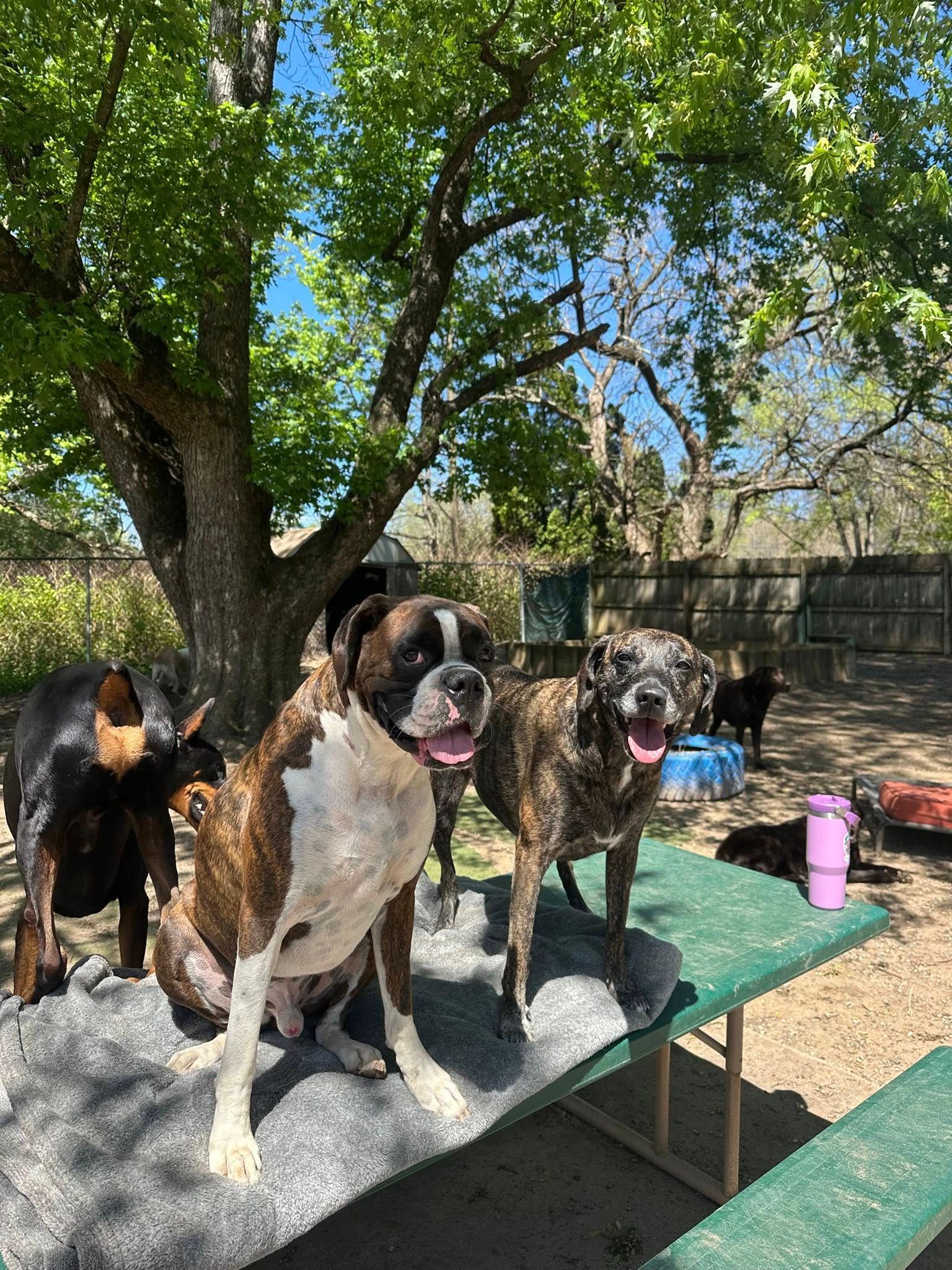 Black dog sits on a hammock-like chair in a shaded outdoor yard with trees and gravel ground.