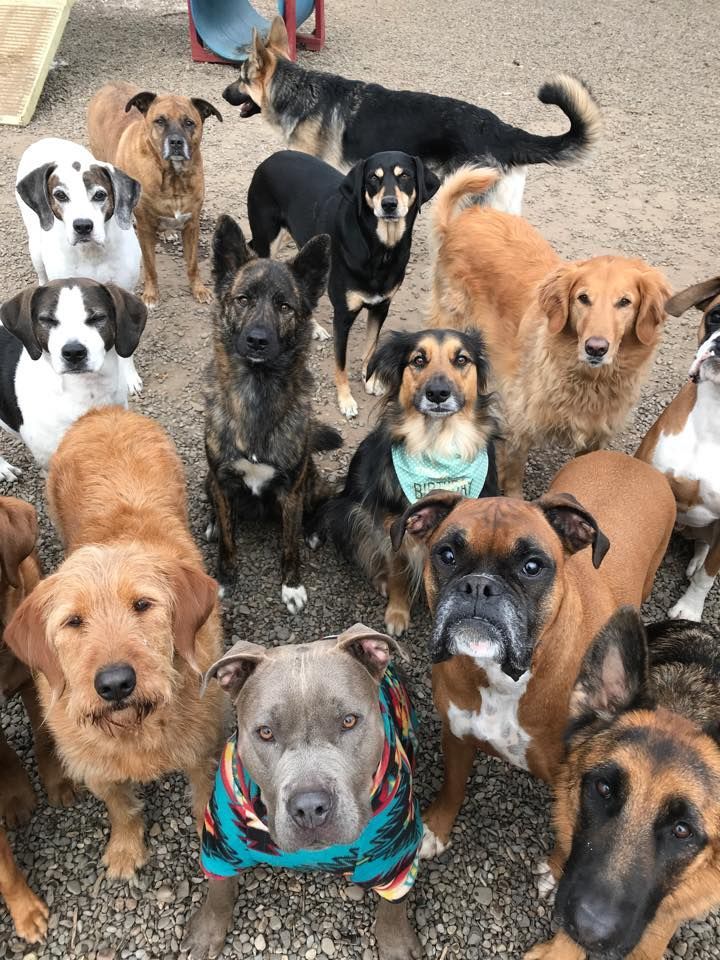 A group of wet, muddy dogs gathered on a gravel path, facing the camera.