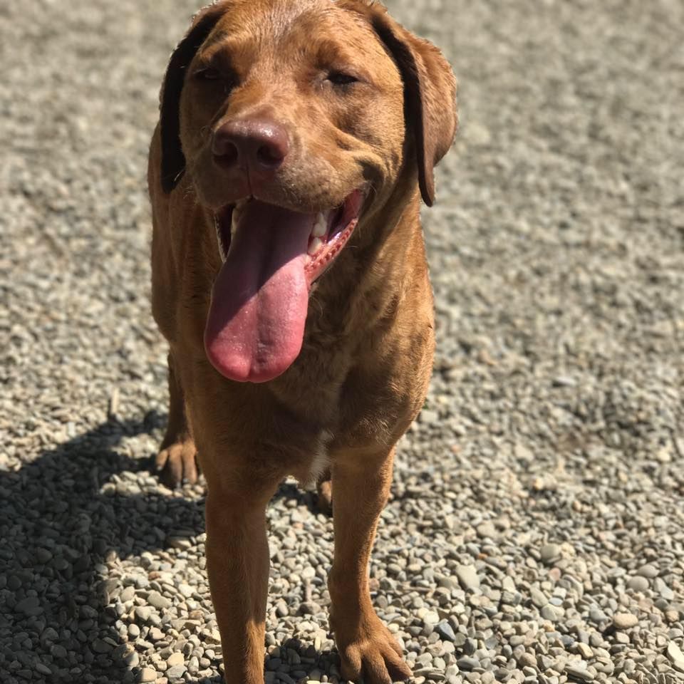 Brown dog standing on gravel with tongue out in bright sunlight