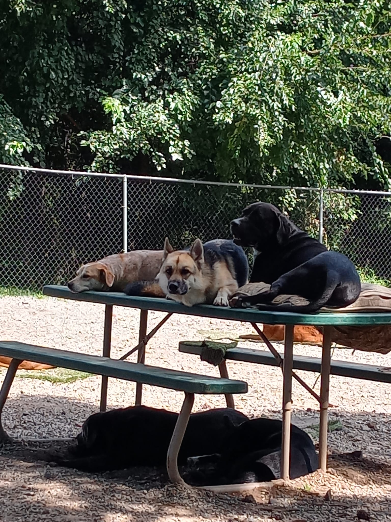 Three dogs resting on a picnic table, with one dog lying underneath in a sunny outdoor park.