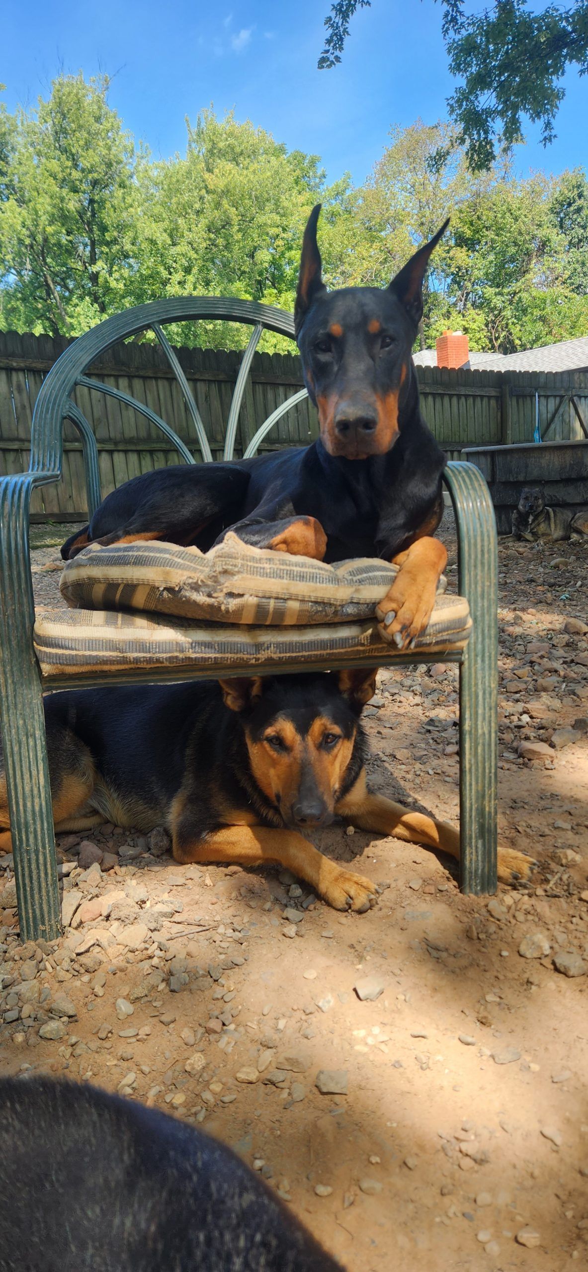Two black-and-tan dogs lounging on a bench outdoors in a sunny yard