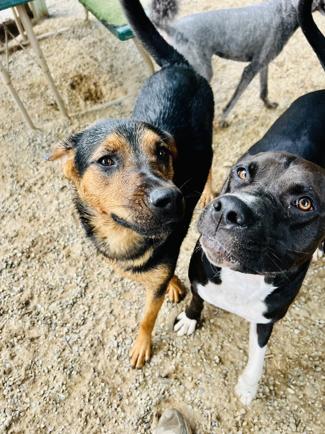 Two black-and-tan dogs looking up on a sandy ground, one with a white chest.