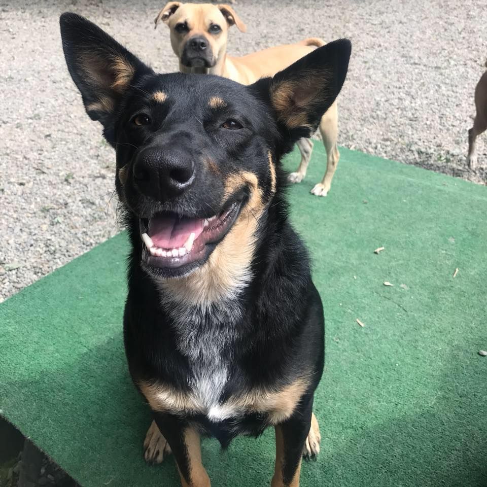 Black dog smiling on green mat with tan dog standing behind it outdoors