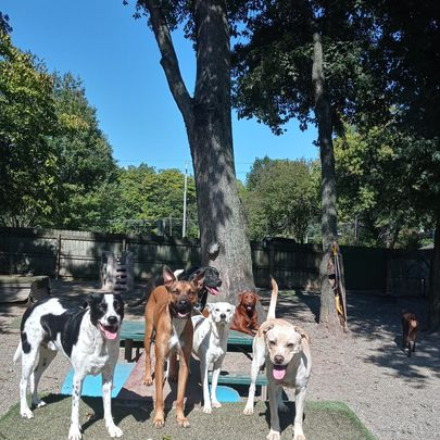 Five dogs standing on leashes in a sunny park with trees and a gravel path