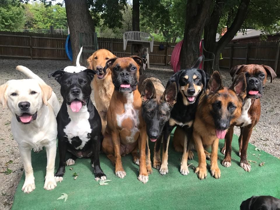 Seven dogs sitting together on a backyard patio, facing the camera with tongues out.