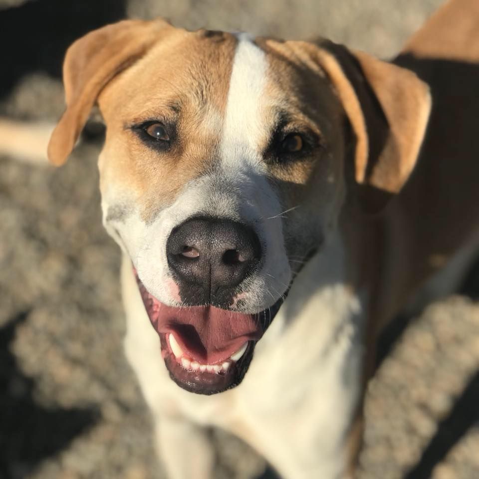 Tan-and-white dog with a black nose, panting and looking up in bright sunlight