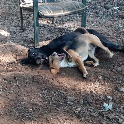 Two dogs lying on dirt under a chair, one tan and black, one black, both resting side by side.