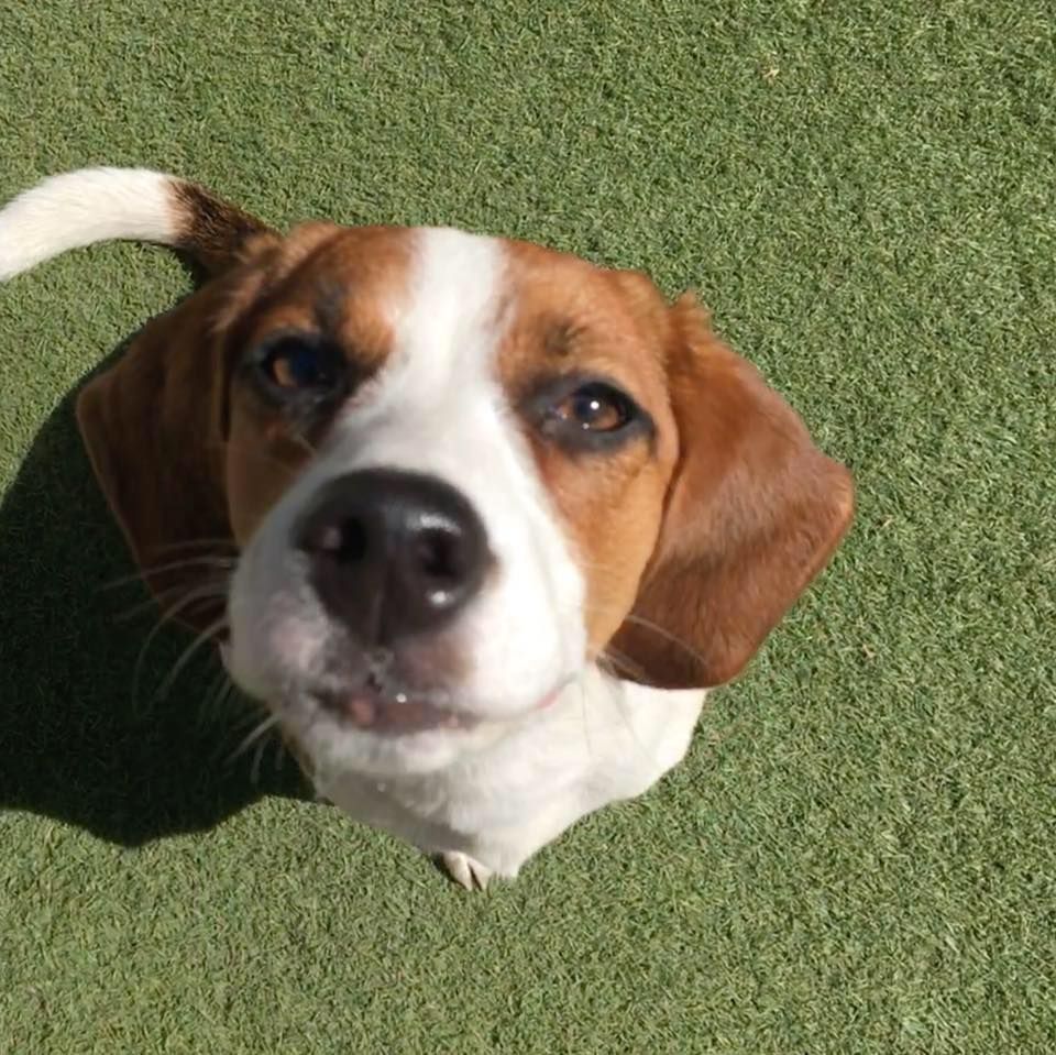 Brown and white beagle looking up on green grass with a curious expression
