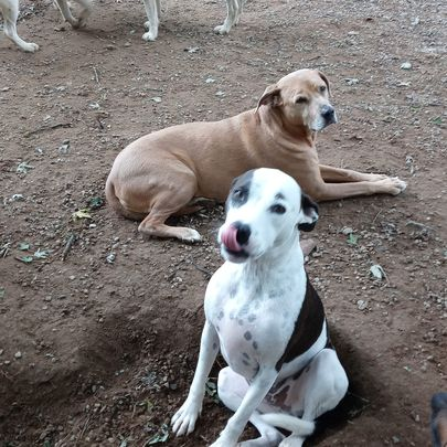 Two dogs resting on dirt; a white spotted dog sits in front of a tan dog lying behind it.