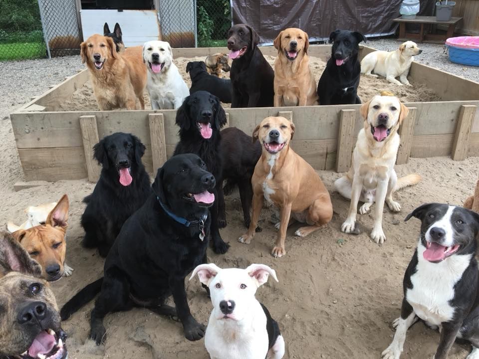 A group of dogs sitting and standing together on sand in an outdoor yard